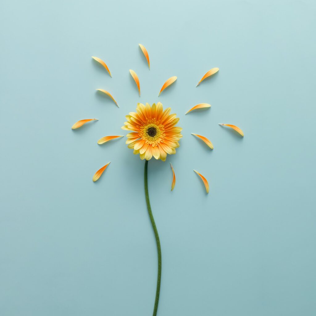 Yellow flower on bright blue background with petals. Emotion concept. Summer flat lay.